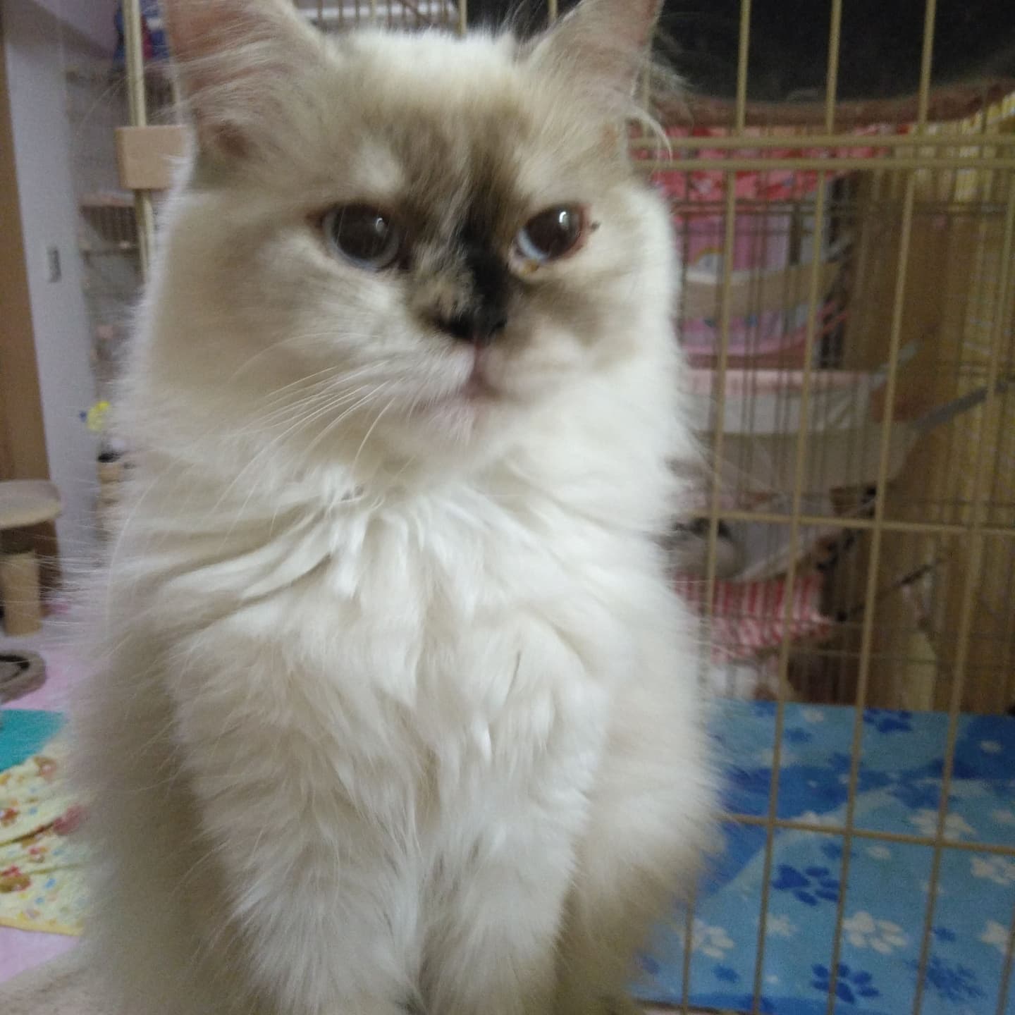 haruka｜Sweet Cat Room｜浜松のヒマラヤン専門子猫ブリーディング猫舎（ MIZUHO Angels）