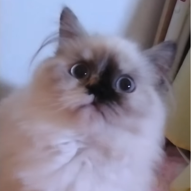 1_20250508105724404.png