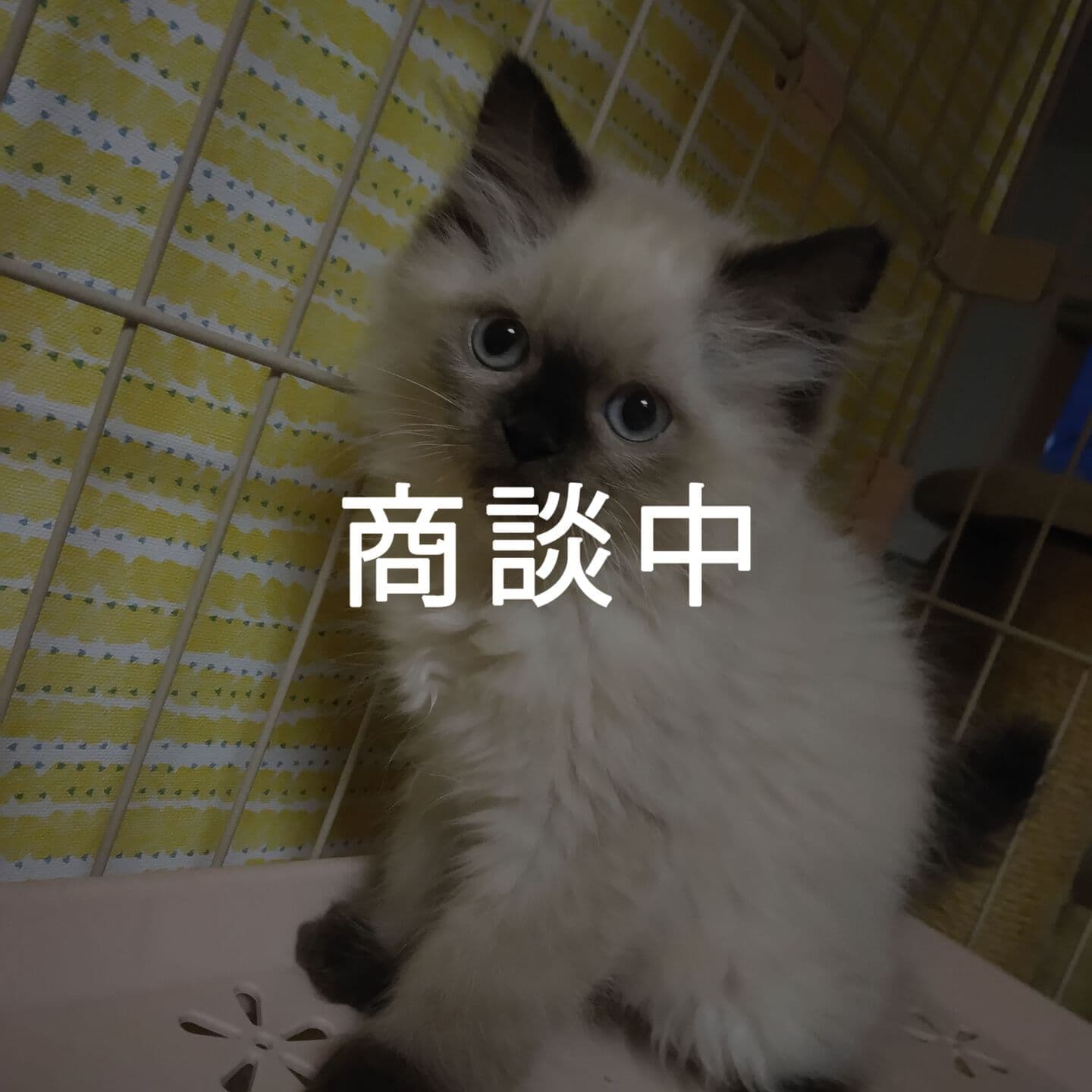 haruka｜Sweet Cat Room｜浜松のヒマラヤン専門子猫ブリーディング猫舎（ MIZUHO Angels）