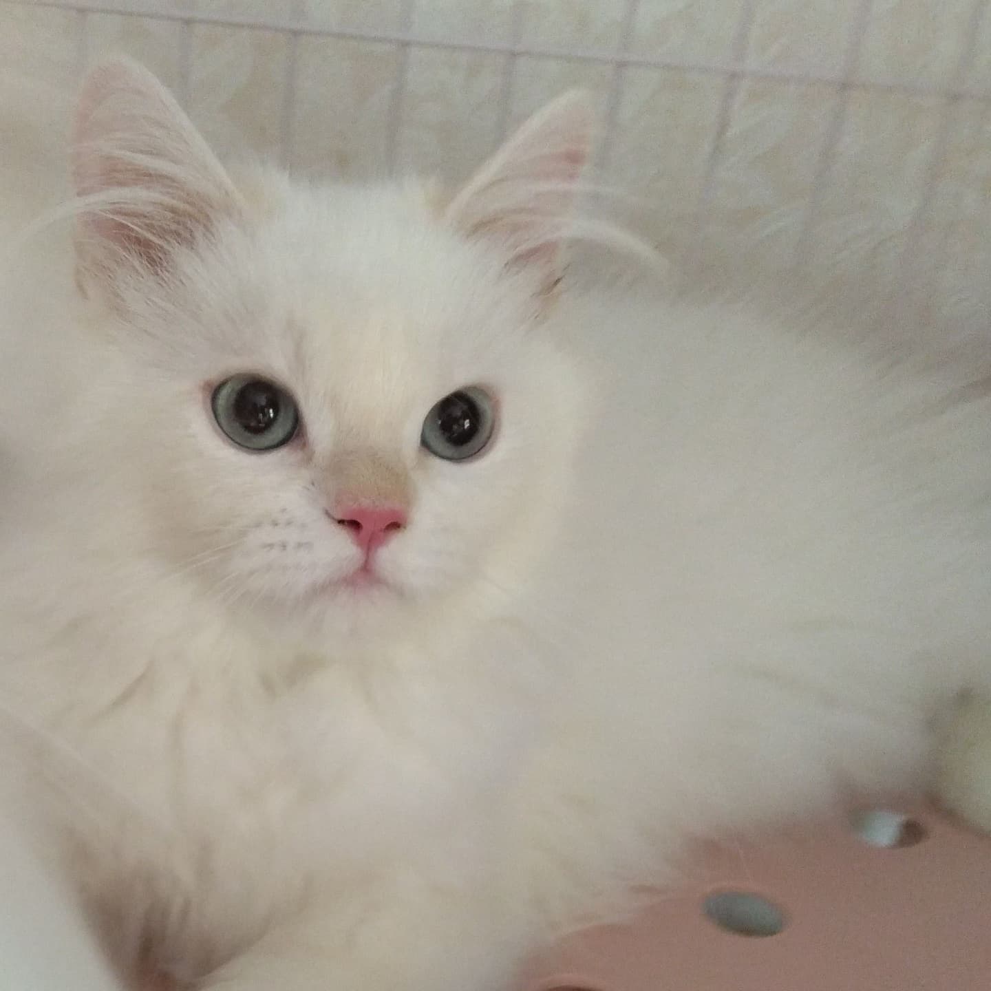 haruka｜Sweet Cat Room｜浜松のヒマラヤン専門子猫ブリーディング猫舎（ MIZUHO Angels）