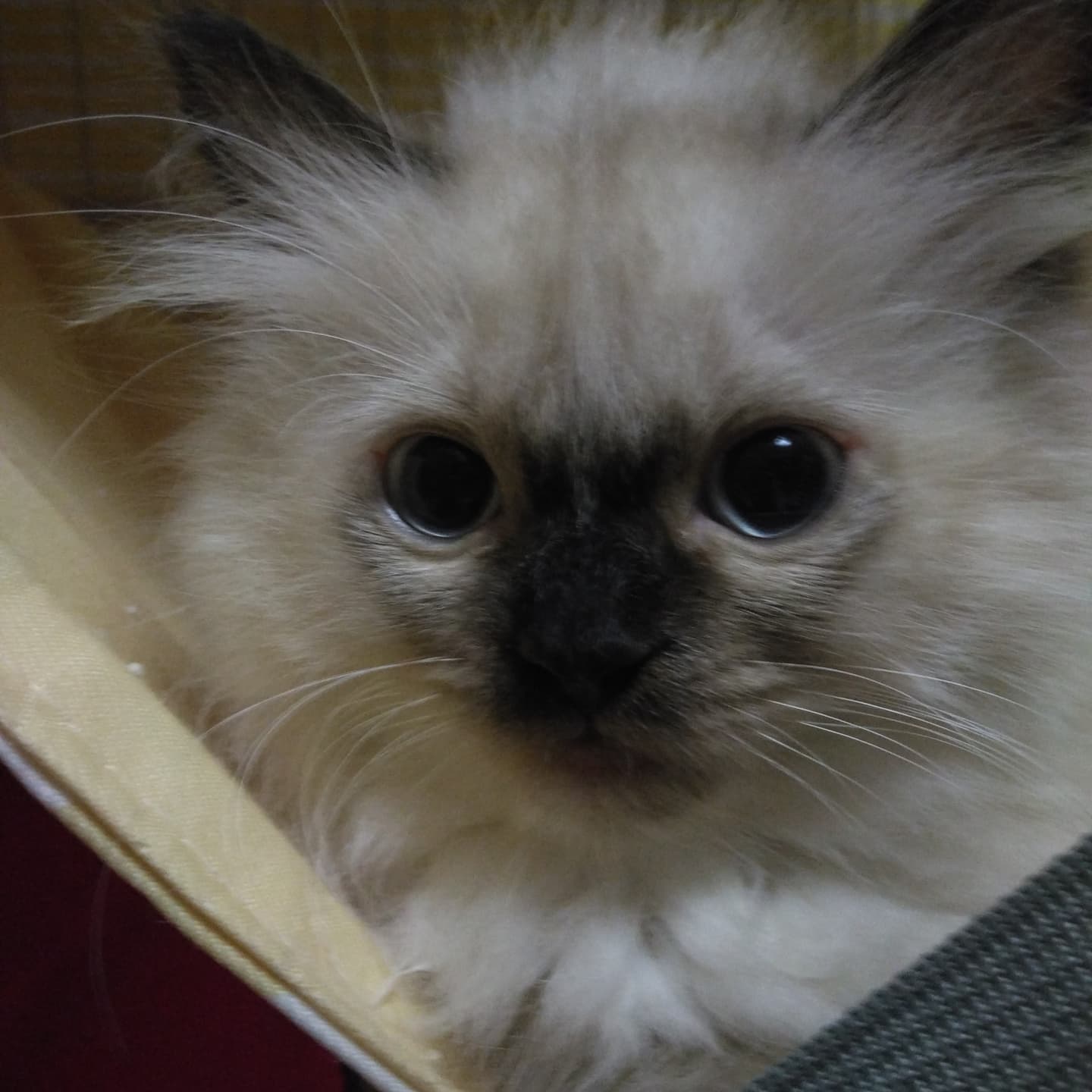haruka｜Sweet Cat Room｜浜松のヒマラヤン専門子猫ブリーディング猫舎（ MIZUHO Angels）