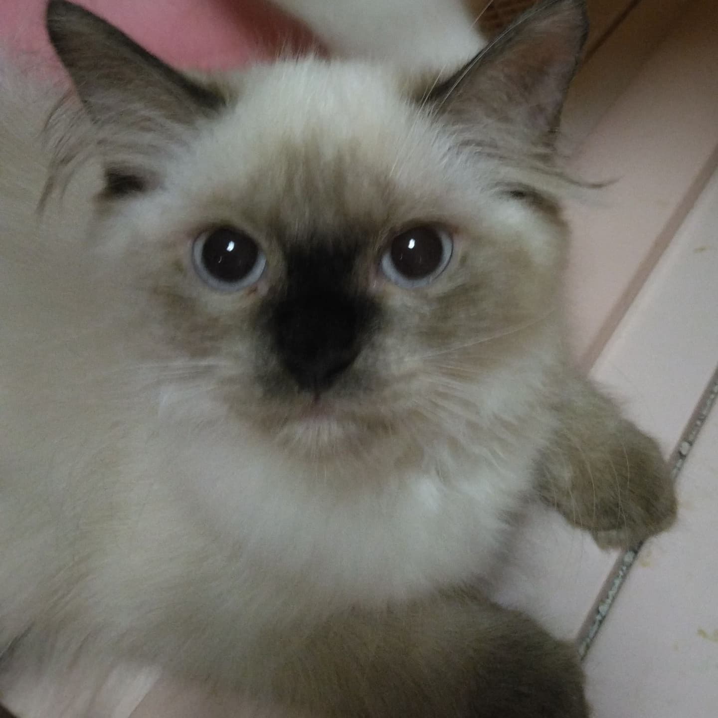 haruka｜Sweet Cat Room｜浜松のヒマラヤン専門子猫ブリーディング猫舎（ MIZUHO Angels）