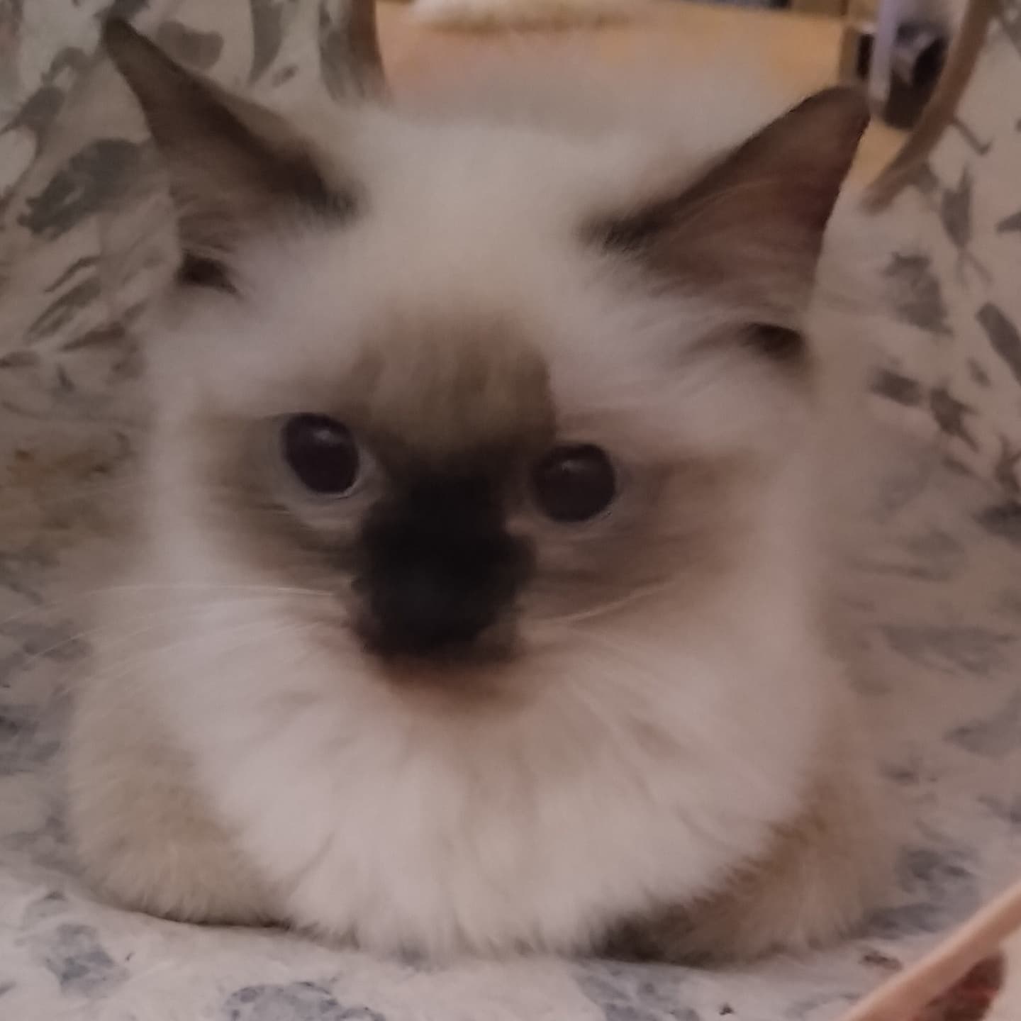 haruka｜Sweet Cat Room｜浜松のヒマラヤン専門子猫ブリーディング猫舎（ MIZUHO Angels）