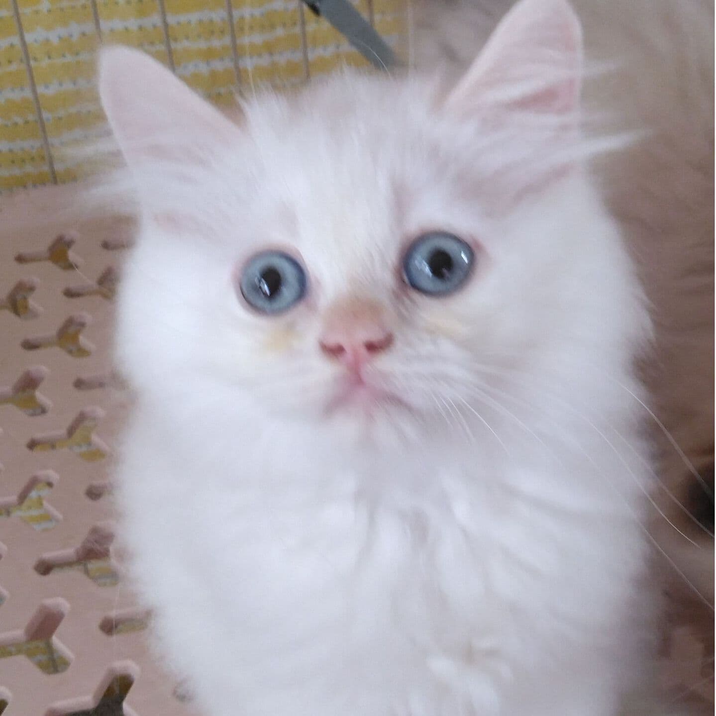 haruka｜Sweet Cat Room｜浜松のヒマラヤン専門子猫ブリーディング猫舎（ MIZUHO Angels）