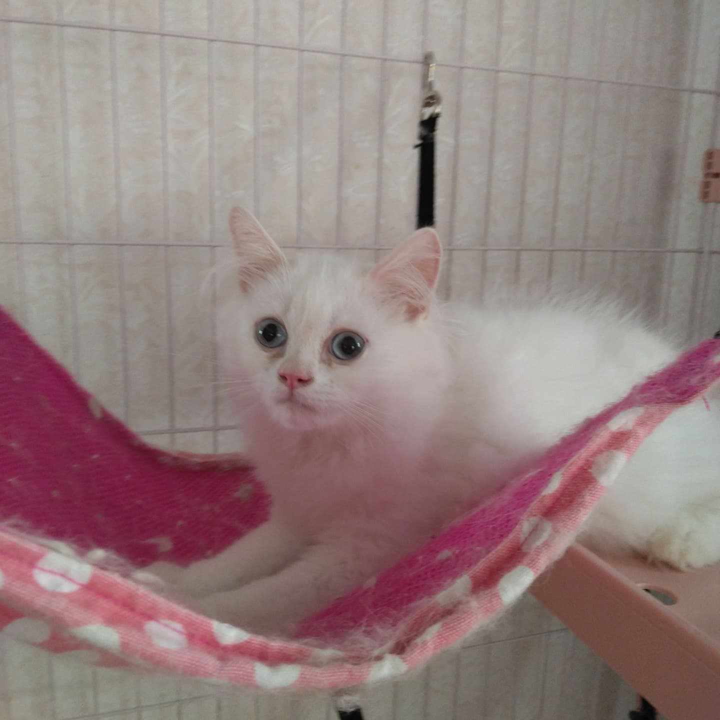 haruka｜Sweet Cat Room｜浜松のヒマラヤン専門子猫ブリーディング猫舎（ MIZUHO Angels）