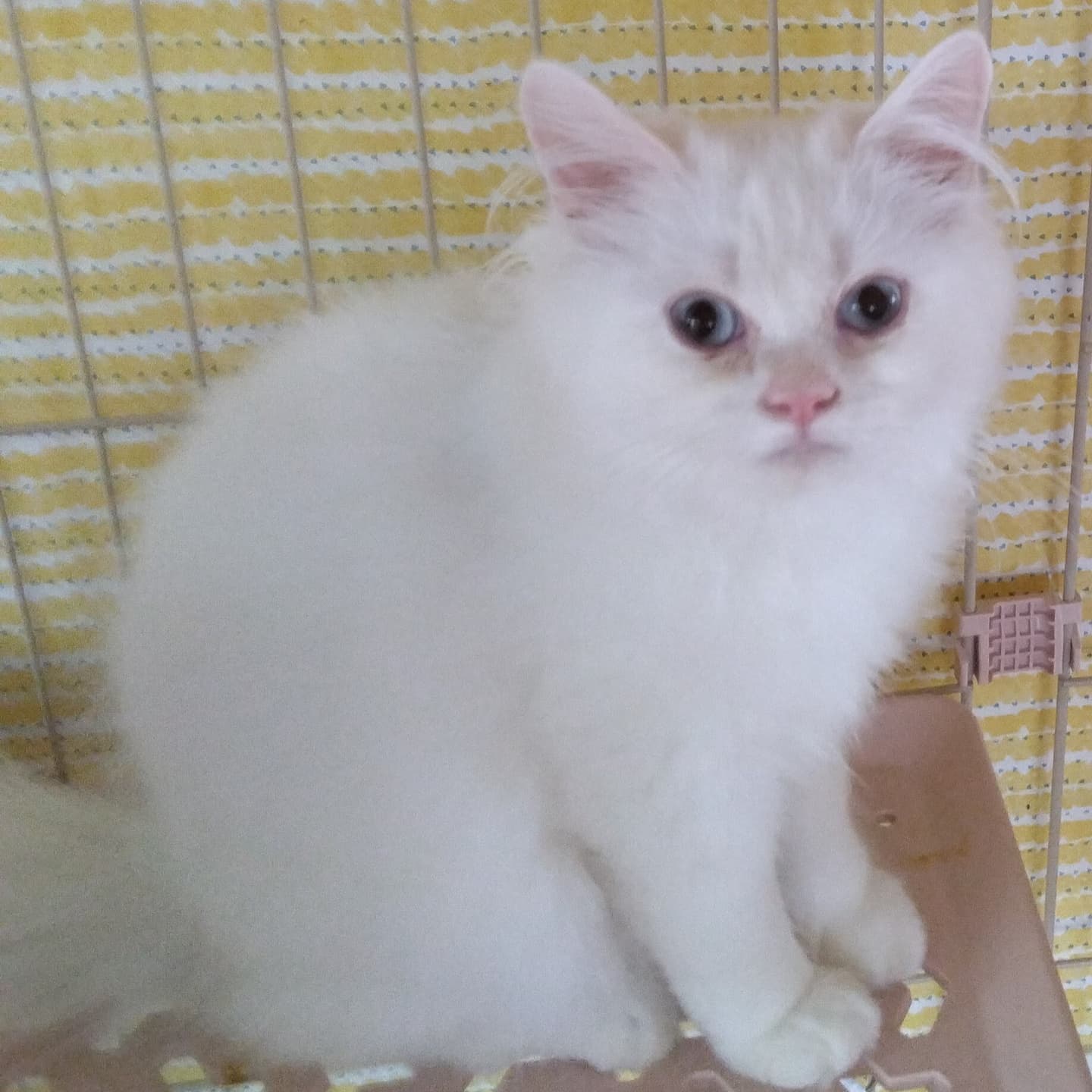 haruka｜Sweet Cat Room｜浜松のヒマラヤン専門子猫ブリーディング猫舎（ MIZUHO Angels）
