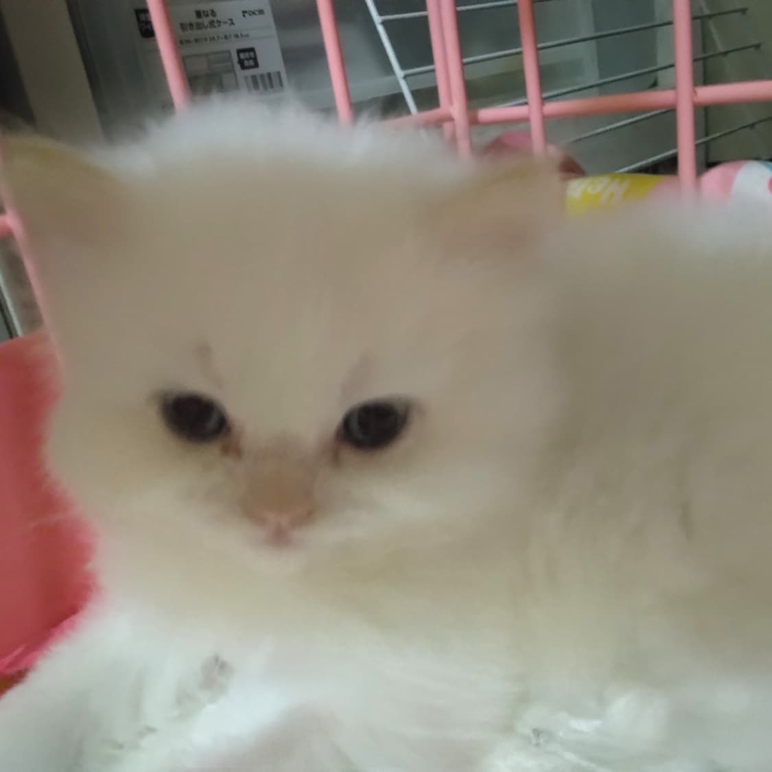 haruka｜Sweet Cat Room｜浜松のヒマラヤン専門子猫ブリーディング猫舎（ MIZUHO Angels）