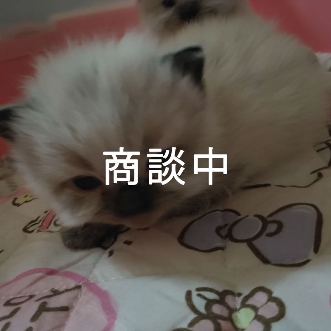haruka｜Sweet Cat Room｜浜松のヒマラヤン専門子猫ブリーディング猫舎（ MIZUHO Angels）