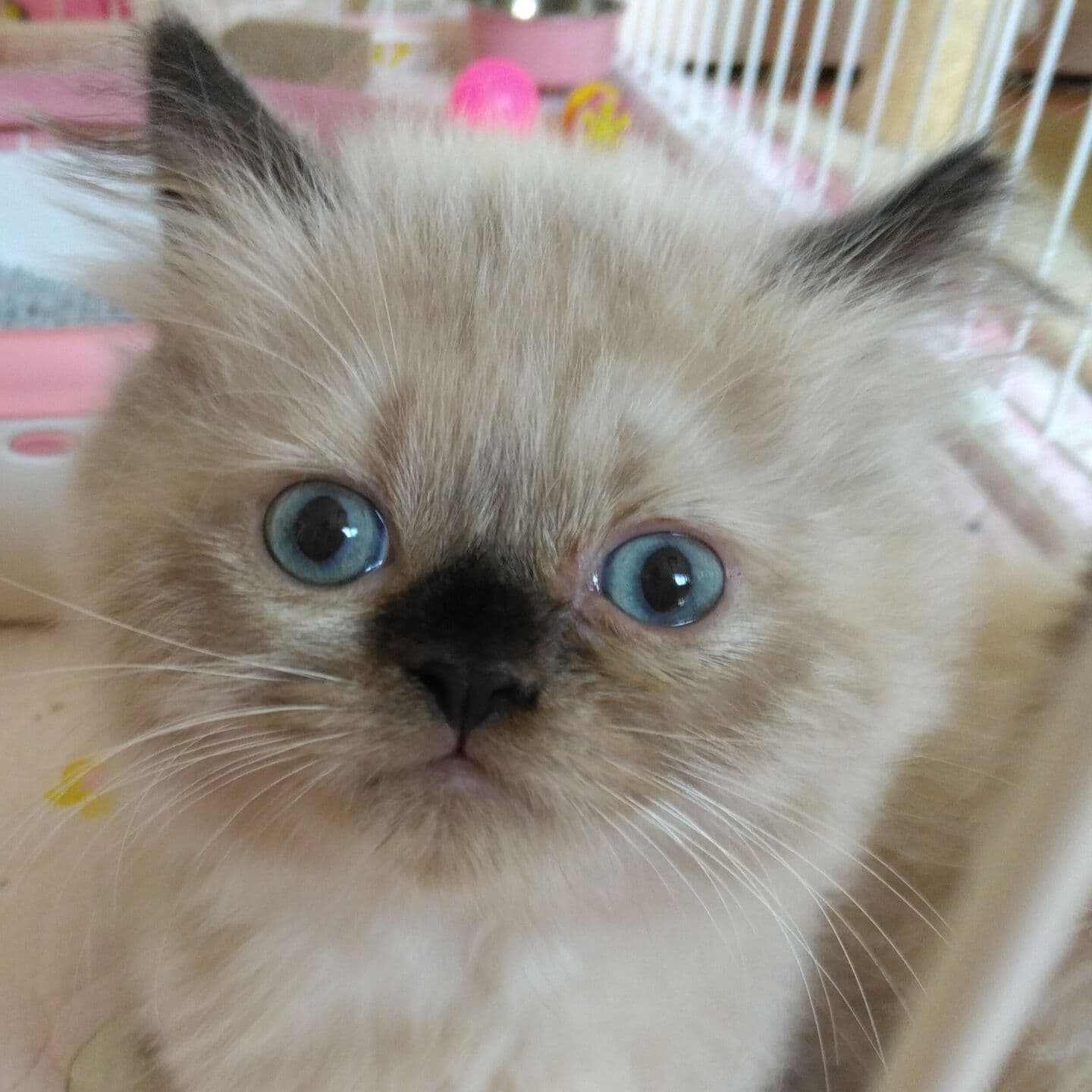 haruka｜Sweet Cat Room｜浜松のヒマラヤン専門子猫ブリーディング猫舎（ MIZUHO Angels）