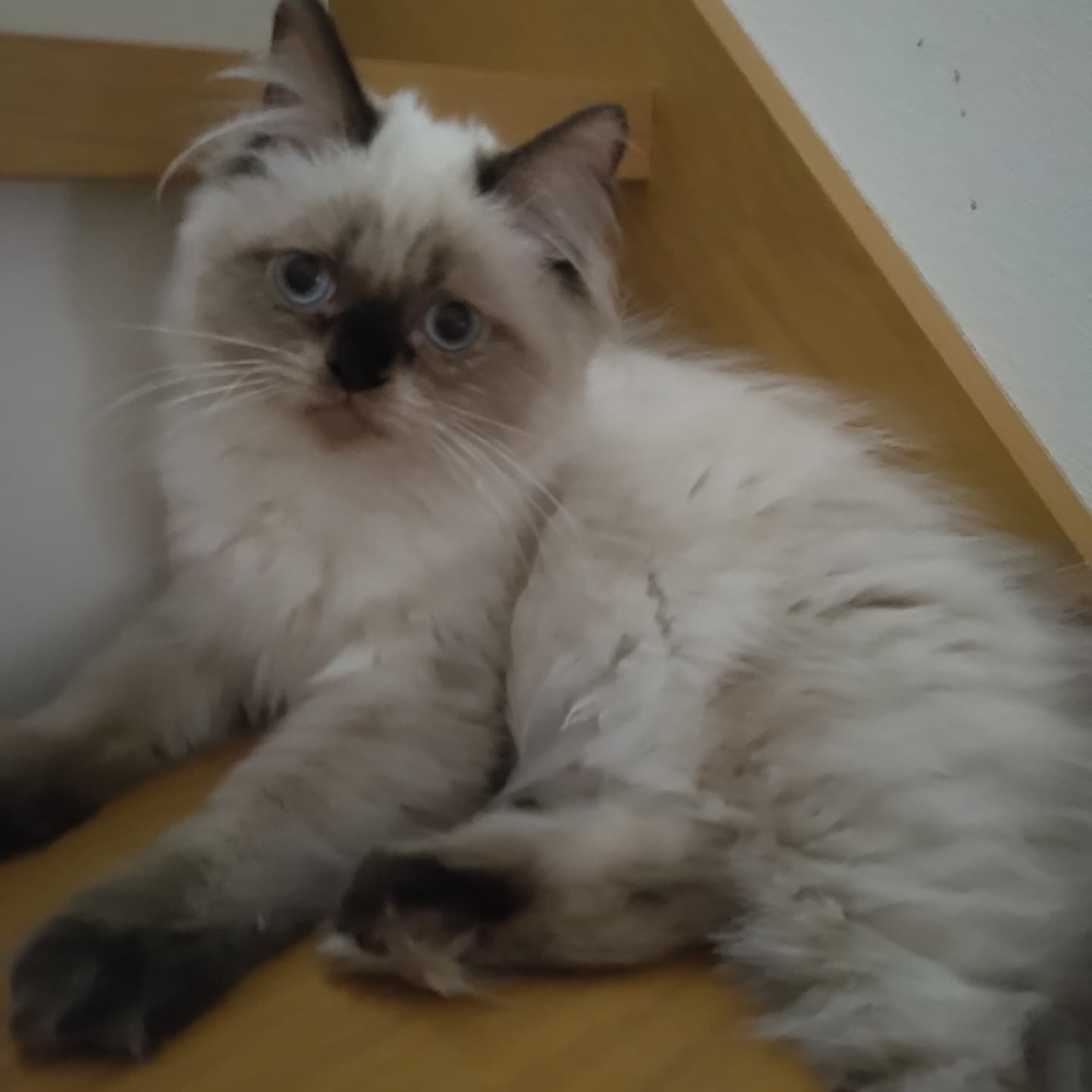 haruka｜Sweet Cat Room｜浜松のヒマラヤン専門子猫ブリーディング猫舎（ MIZUHO Angels）