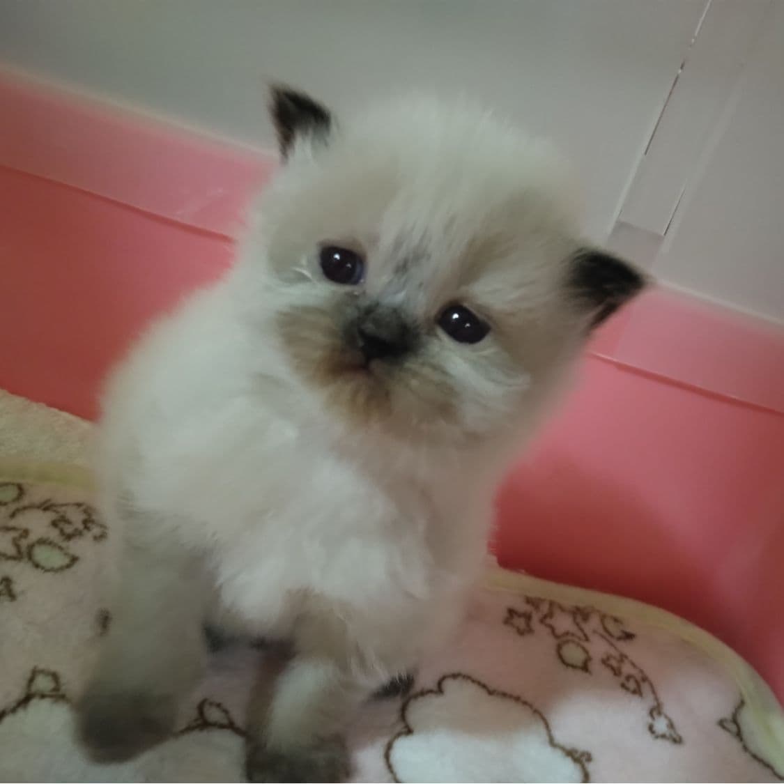 haruka｜Sweet Cat Room｜浜松のヒマラヤン専門子猫ブリーディング猫舎（ MIZUHO Angels）