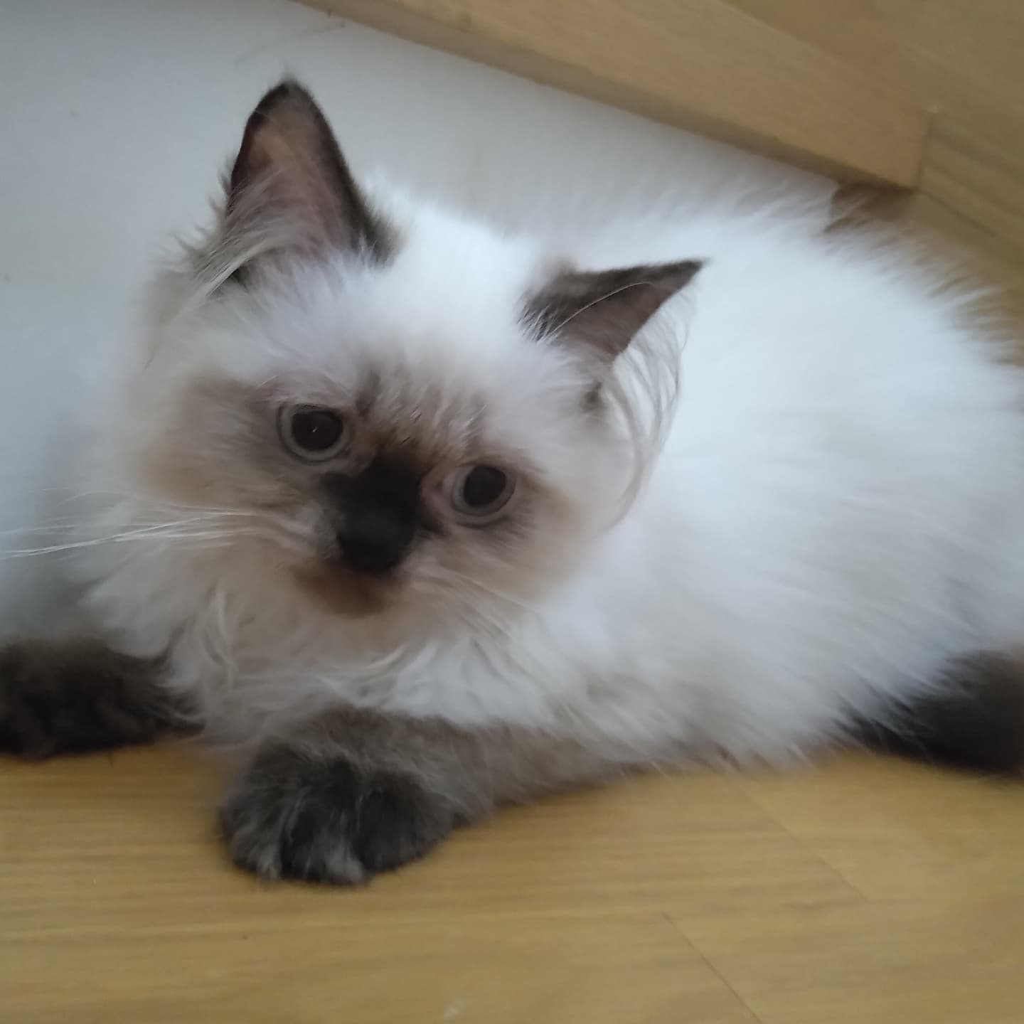 haruka｜Sweet Cat Room｜浜松のヒマラヤン専門子猫ブリーディング猫舎（ MIZUHO Angels）