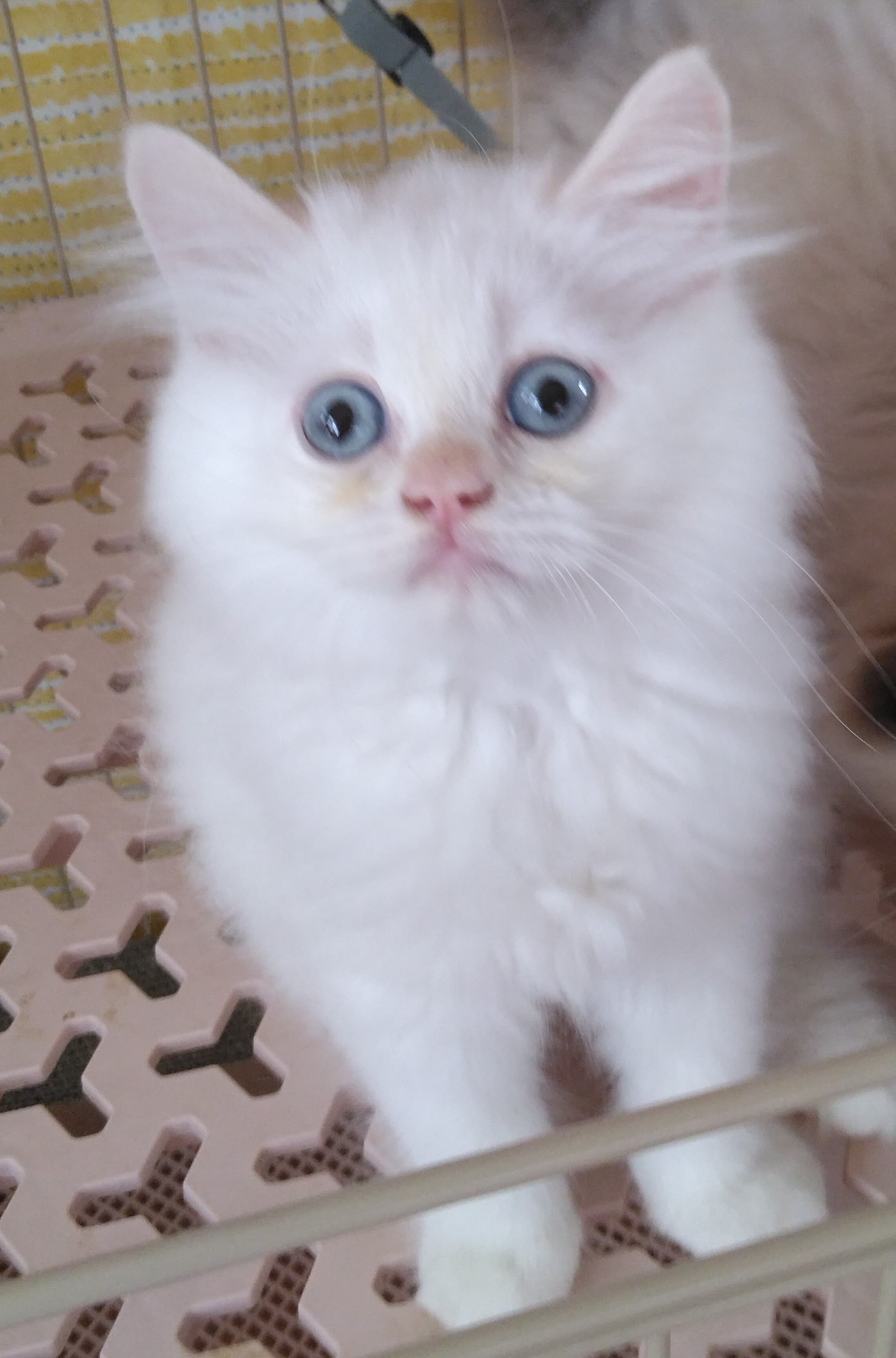 rai_20250630105936755.jpg