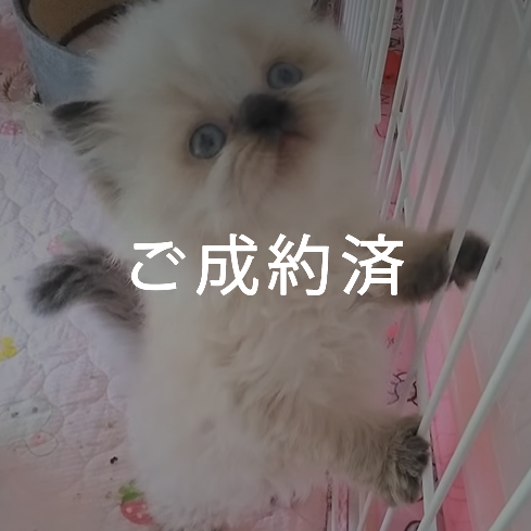 haruka｜Sweet Cat Room｜浜松のヒマラヤン専門子猫ブリーディング猫舎（ MIZUHO Angels）
