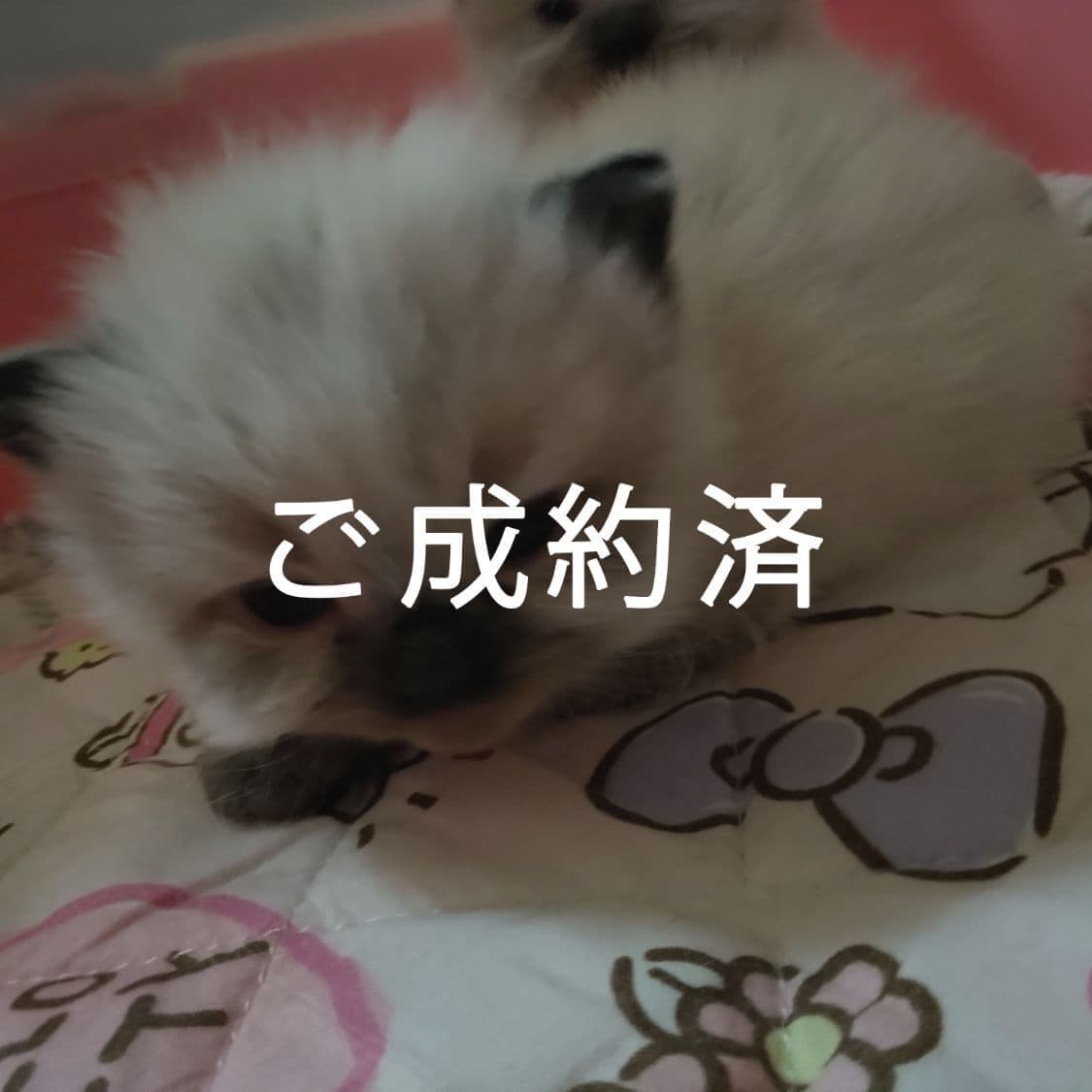 haruka｜Sweet Cat Room｜浜松のヒマラヤン専門子猫ブリーディング猫舎（ MIZUHO Angels）