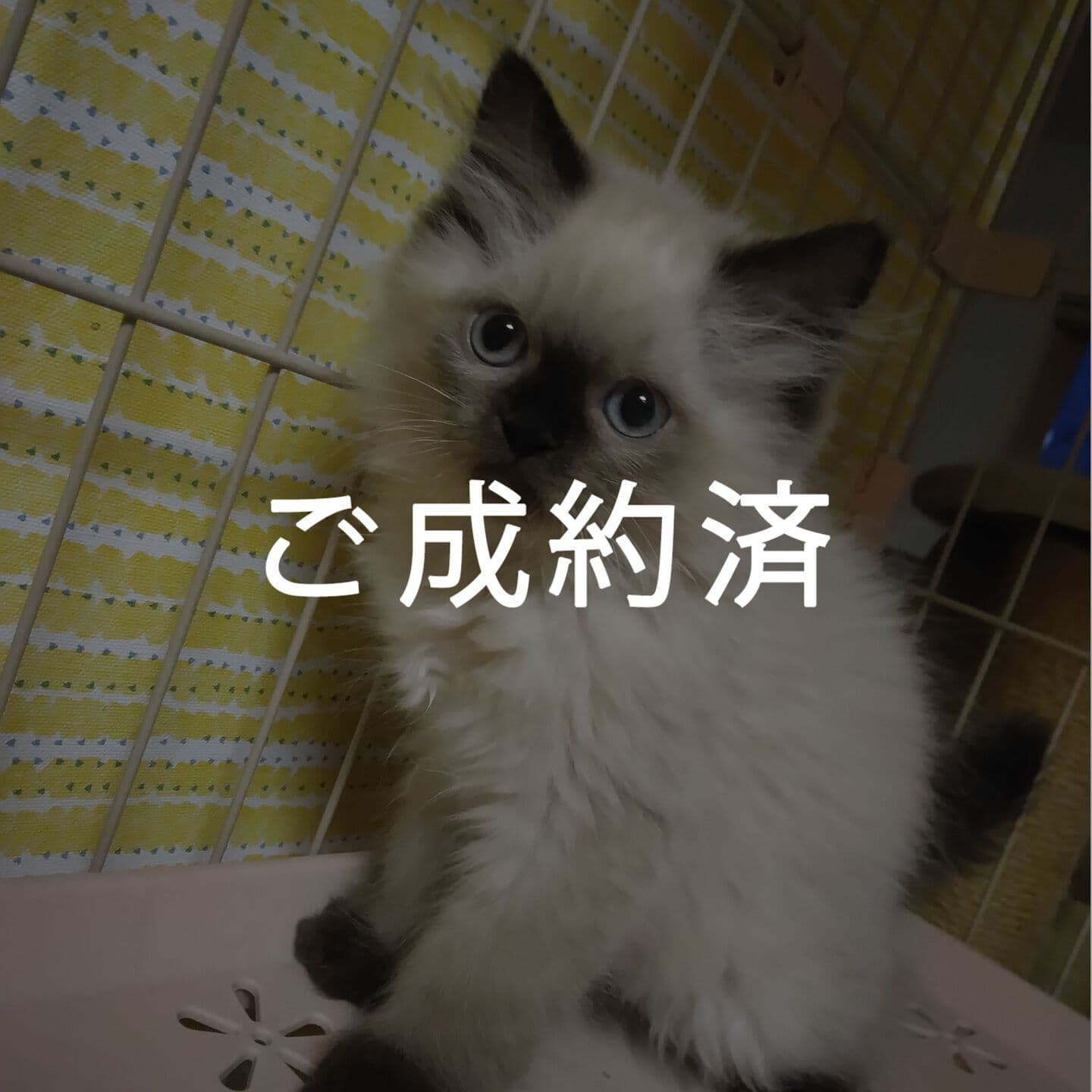 haruka｜Sweet Cat Room｜浜松のヒマラヤン専門子猫ブリーディング猫舎（ MIZUHO Angels）