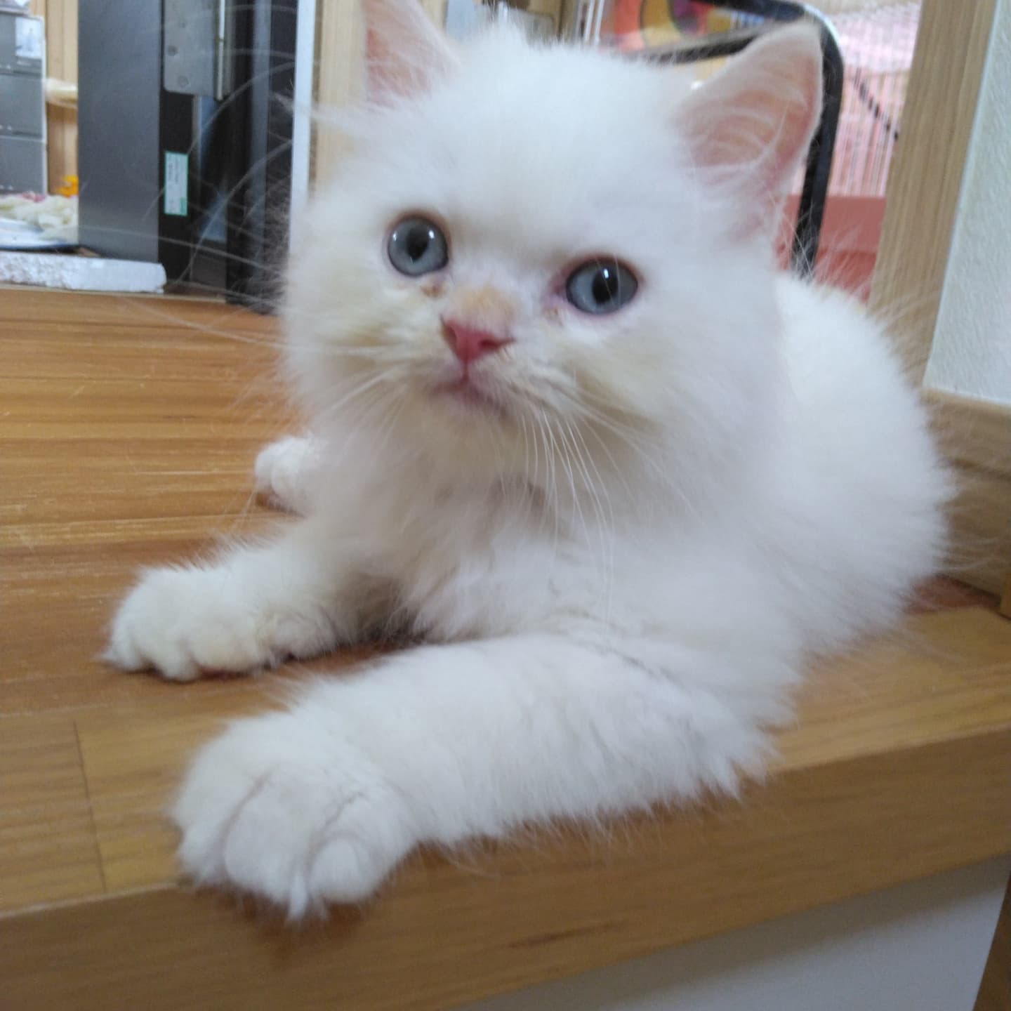 haruka｜Sweet Cat Room｜浜松のヒマラヤン専門子猫ブリーディング猫舎（ MIZUHO Angels）
